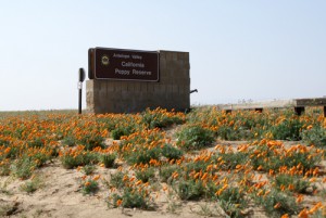 Antelope Valley California Poppy Reserve Image