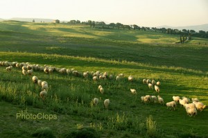 Sheep Mob
