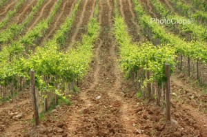 Grape Vines In Montalcino