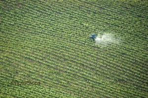 Tending The Grapes