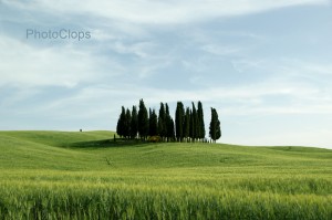 Cypress Tree Stand In Tuscany