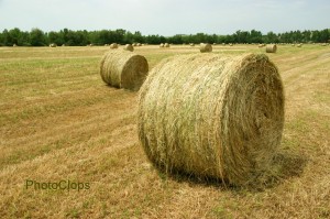 Hay Field In Tuscany