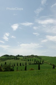 Cypress Tree Lined Road