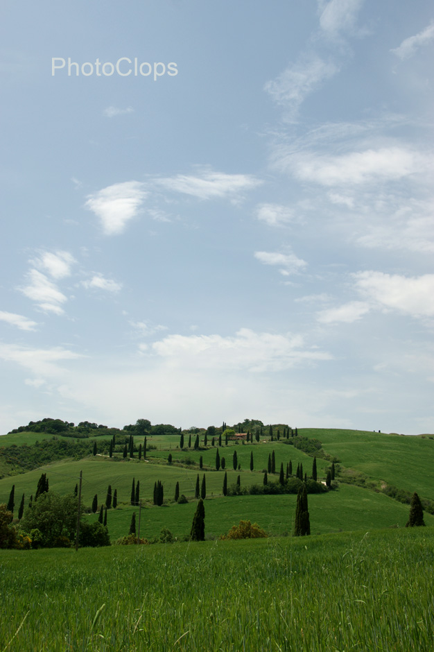 Cypress Tree Lined Road