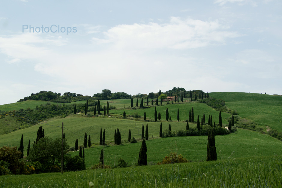 Cypress Trees In Italy Countryside