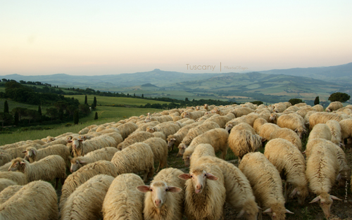 Sheep Flock Desktop Wallpaper