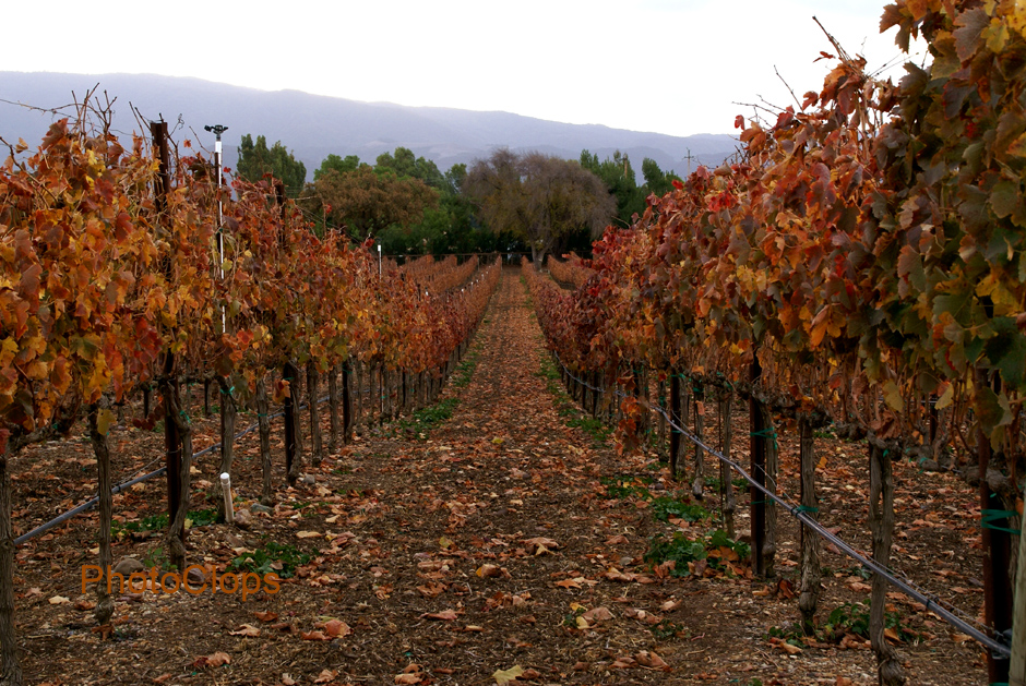 Santa Barbara Vineyard In Winter
