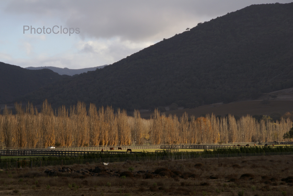 Horses Grazing In Buellton